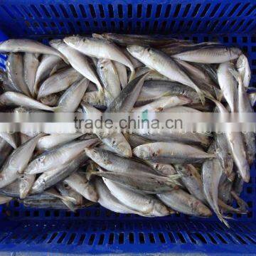 Frozen Horse Mackerel /Pacific/Indian/Atlantic Mackerel Fish for Sale photo-2