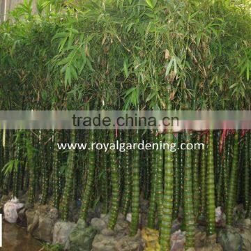 Bambusa Ventricosa ( Chinese Bamboo ) photo-6