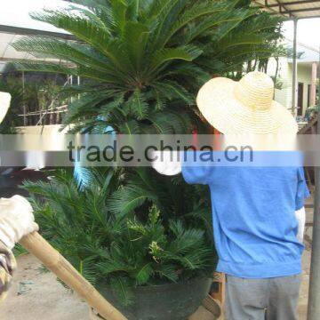 Cycas Revoluta Multi-heads Potted and Rooted