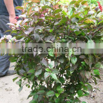 Hibiscus Shrub Trees Different Color and Varities photo-5