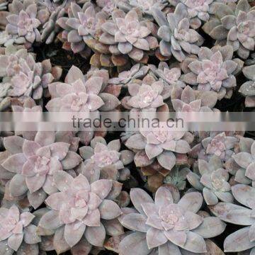 Graptopetalum Pentandrum v Superbum, Decorative Plants Echeveria, Succulent Plants, Tropical Plants