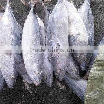 Whole Round 1000g up Frozen Belted Bonito Sarda Orientalis Tuna Fish