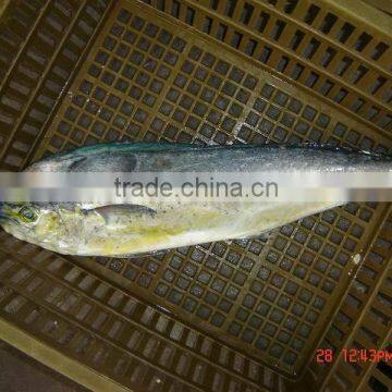 Frozen Mahi-mahi Fish and Coryphaena Hippurus photo-3