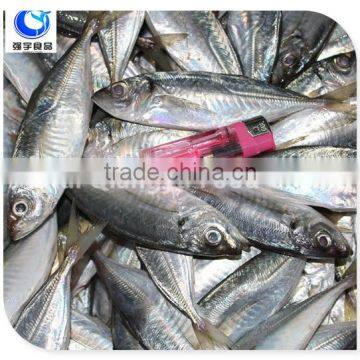 Fish Product Type And Block Shape Fresh Frozen Mackerel Fish