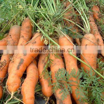 RED CARROTS IN VIETNAM