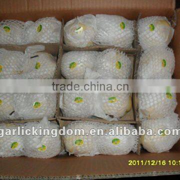 Ya Pear(96pcs paper bag packing in 17kg ctn)