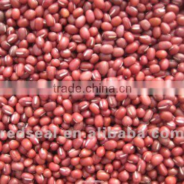 Organic Small Red beans