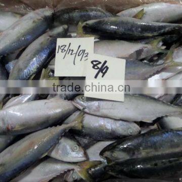 FROZEN LOLIGO SQUID WHOLE photo-4