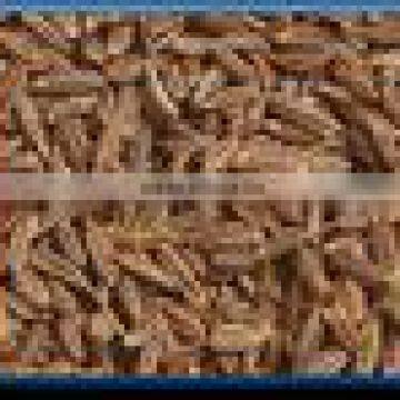 Indian Cumin Seed