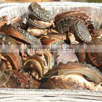 fresh live abalone High quality