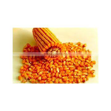 Best Yellow Corn Seed