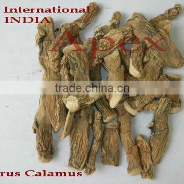 Herb Acorus Calamus /Buch / Acorus Calamus Root / Sweet flag