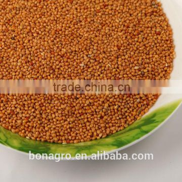 2013 new crop yellow millet