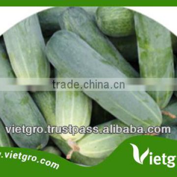 High Quality F1 Hybrid Cucumber Seeds VGC02