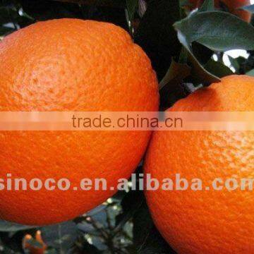 Gannan Navel Orange