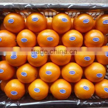 grower Navel orange