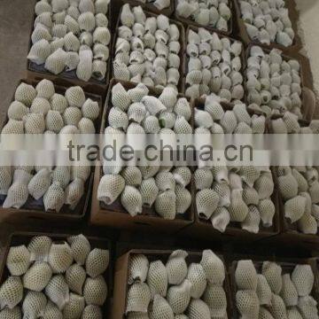 Fresh Shandong Pear photo-2