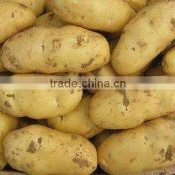 2013latest fresh potato