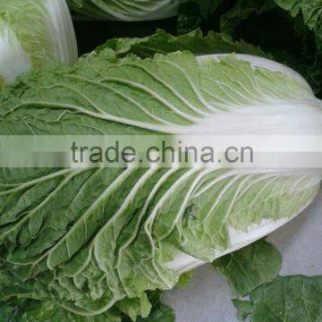 Fresh long cabbage