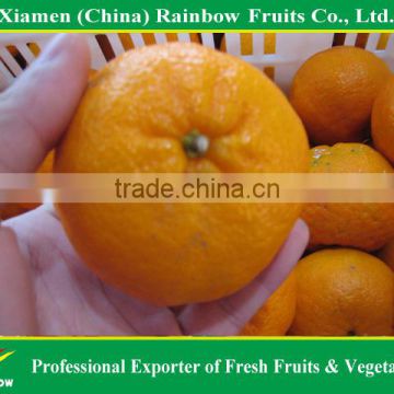 export fresh fruits of lokan mandarin from China