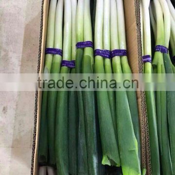 Chinese Leeks for export