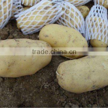 Holland Potato from China