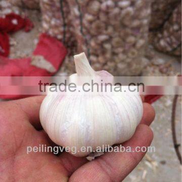 fresh garlic new crop 2013