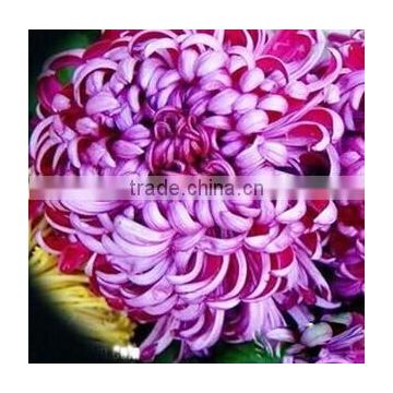 Beautiful Landscaping Pot Flower Seeds Chrysanthemum Seeds For Growing