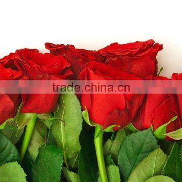 Factory Supply Long Stem Fresh Cut Rose Fresh Cut Flower
