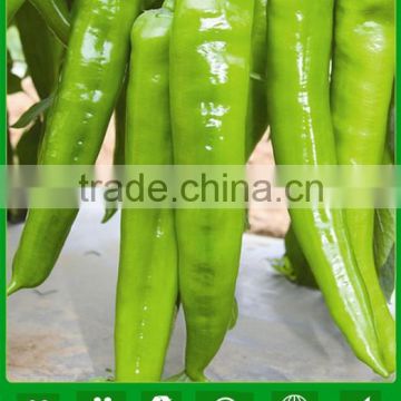 MP19 Zhuli light green f1 hybrid pepper seeds for cultivation