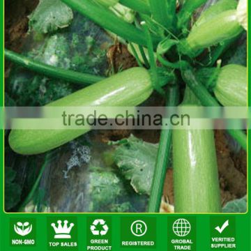 JSQ03 Jade green hybrid squash seeds, squash seeds f1 for planting seeds