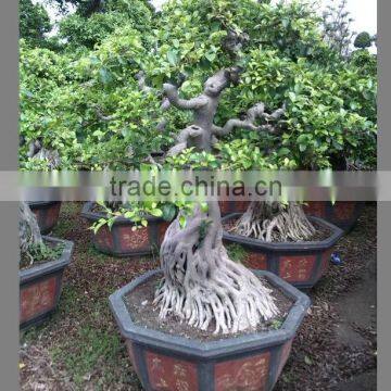 Natural Bonsai Ficus Good Shaped Bonsai