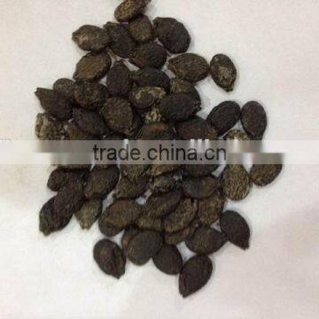 Hybrid seeds F1 seed luffa vegetable seeds