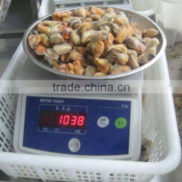 IQF blue mussel meat