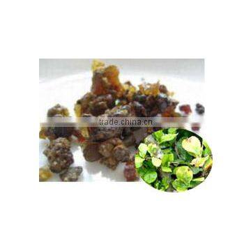 Boswellia Extract photo-3