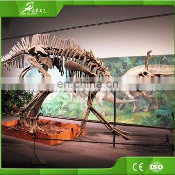 KAWAH Large Dinosaur Skeleton Fossil for Sale photo-3