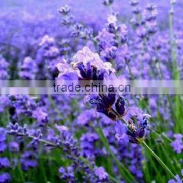 romantic lavender aroma bubble bath oil