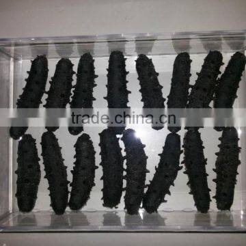 Dry Sea Cucumber From Taiwan Strait , Top quality stichopus japonicus