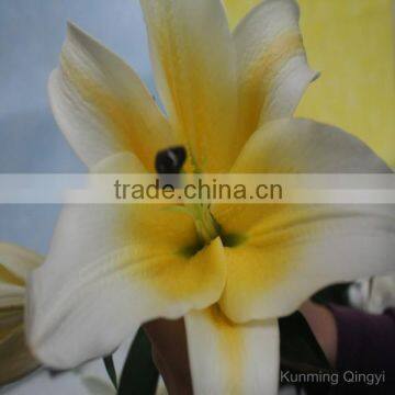 Kunming Qingyi Fresh Cut Flowers Multicolor Oriental Hybrid Lily Blooming Lily photo-5