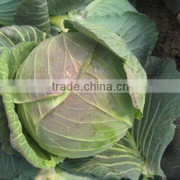 Chinese Cabbage photo-2