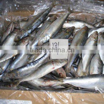 FROZEN SARDINE IQF 10 KG PER CARTON PAKISTAN