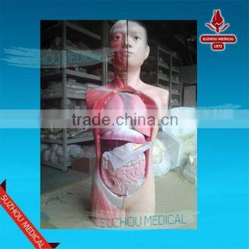 Human torso model