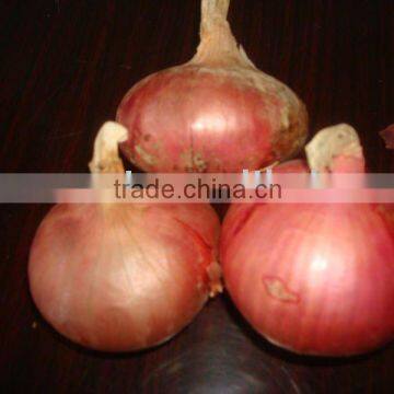 China Shandong fresh red onion 2010