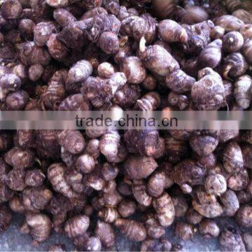 Superior Fresh Taro For Sale