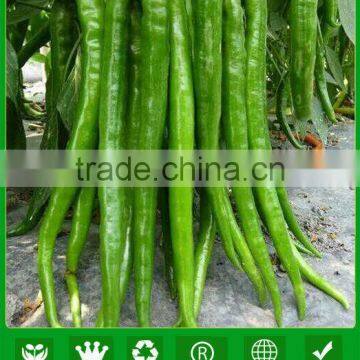 P26 Jiachang no.3 long size green hybrid hot pepper seeds