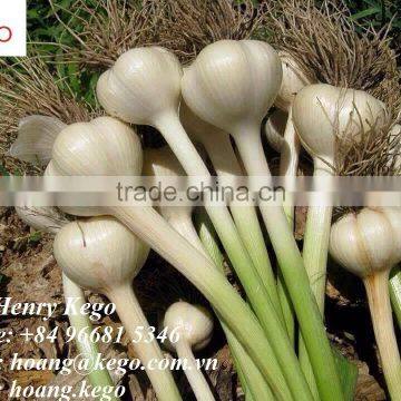 Fresh Garlic photo-5