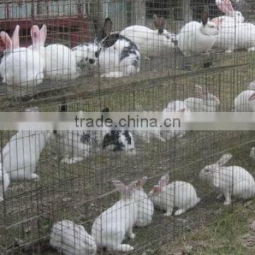 rabbit farming cage