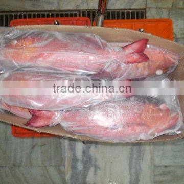 Frozen Red Snapper Whole