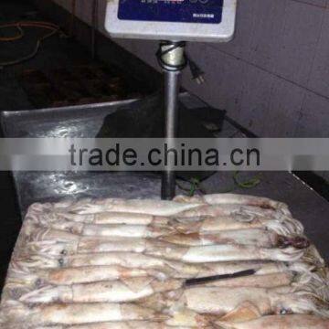 Frozen Whole Round Squid Todarodes Pacificus photo-6