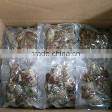 VACCUM CLAM WITH SHELL IN PLAIN BAG IN ANY WEIGHT photo-2